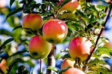 Hobart, Indiana apples